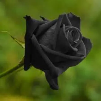 Fresh Black Rose